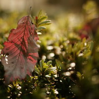 街路樹の枝に止った赤茶色の枯れ葉と秋の季節風景の写真