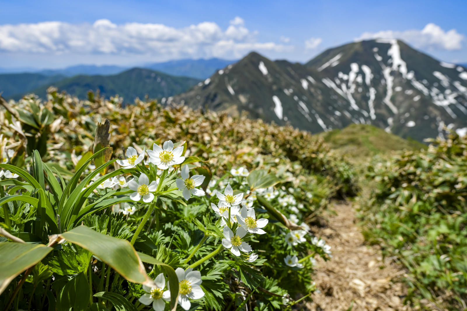 谷川岳の登山道沿いに咲くハクサンイチゲの白い花と背景の山々