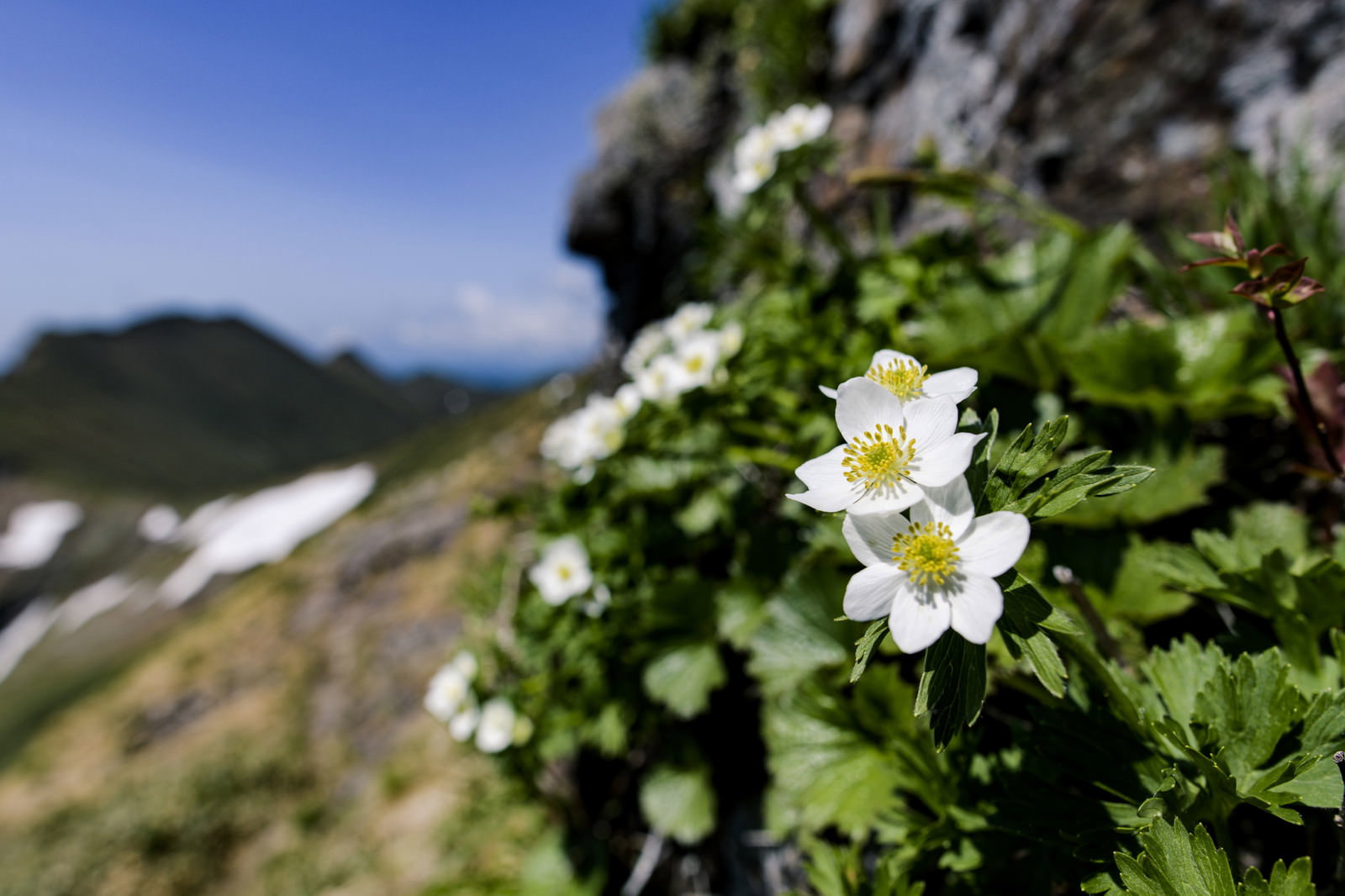 谷川岳の登山道に咲く白いハクサンイチゲの花と青空