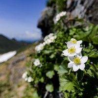 谷川岳の登山道に咲く白いハクサンイチゲの高山植物の写真