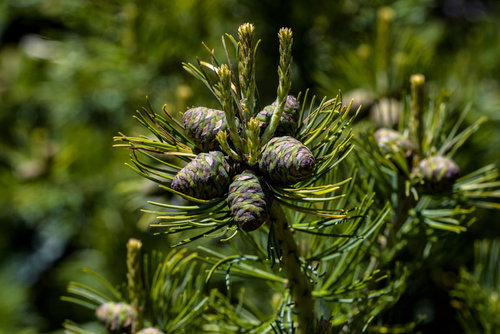 実を付けたばかりの這松（ハイマツ）の枝