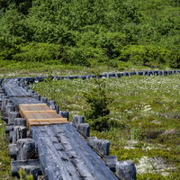 浄土平の湿原にかかる一部改修された木道（吾妻連峰）の写真