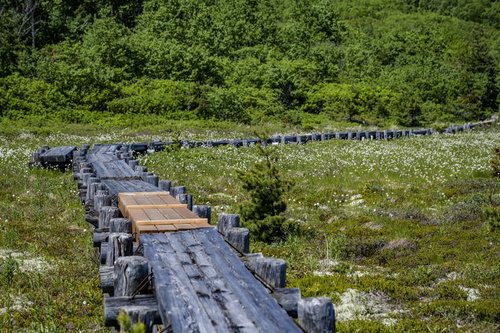 浄土平の湿原にかかる一部改修された木道（吾妻連峰）