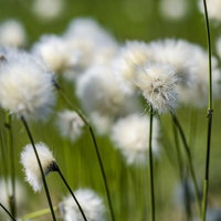 浄土平の初夏を彩るワタスゲの綿毛が風に揺れる湿原風景の写真