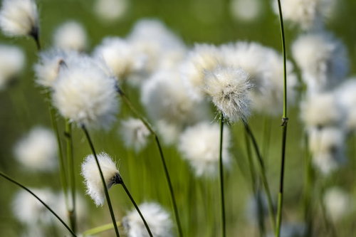浄土平の初夏を彩るワタスゲの綿毛が風に揺れる湿原風景