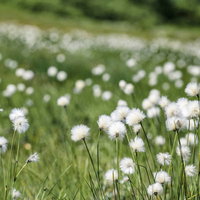 吾妻連峰の初夏に咲き誇る白い綿毛のワタスゲ（綿菅）の写真