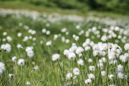 吾妻連峰の初夏に咲き誇る白い綿毛のワタスゲ（綿菅）