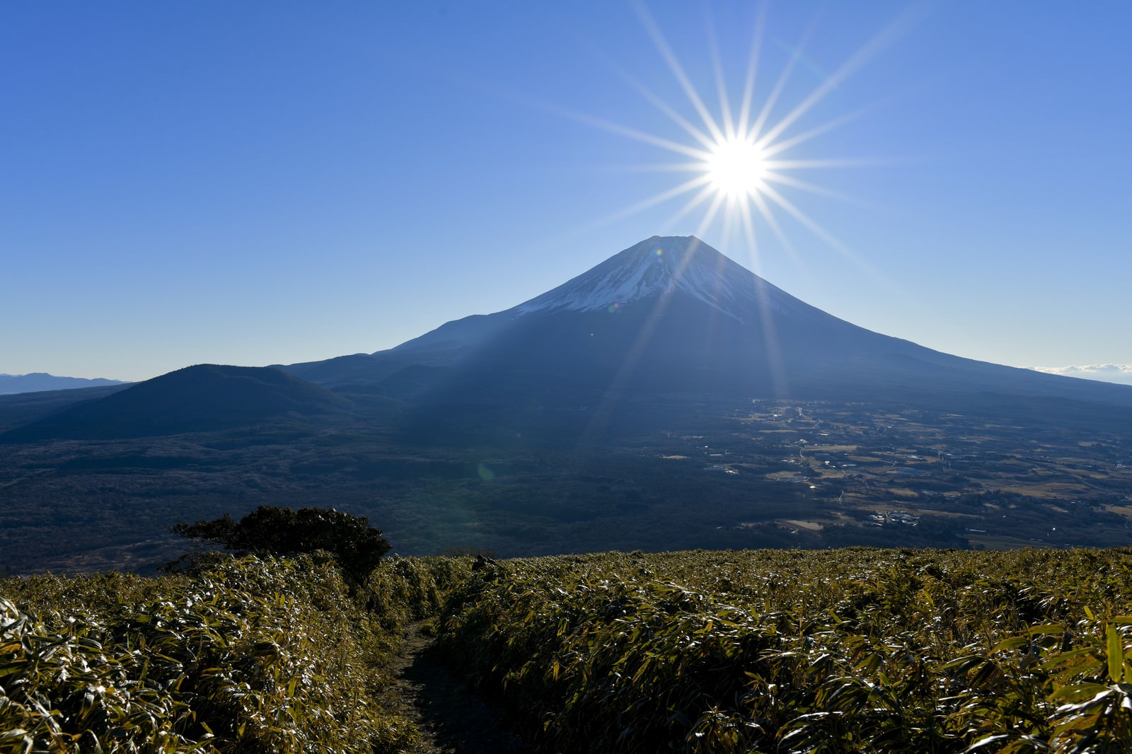 青空に光芒が輝く富士山の山岳風景、手前に笹原が広がる
