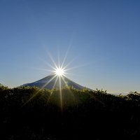 笹藪越しに見るダイヤモンド富士と光芒（竜ヶ岳）の写真