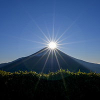 竜ヶ岳から見た笹藪越しのダイヤモンド富士と光芒の写真