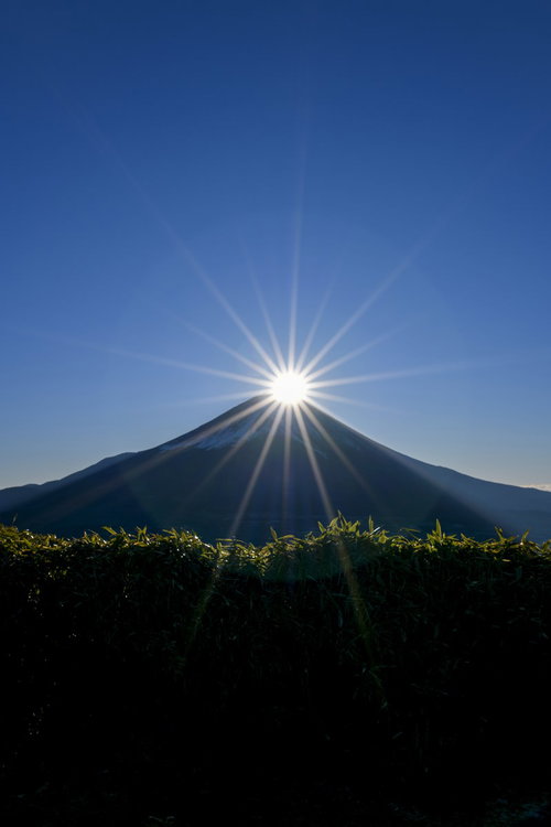 竜ヶ岳から見た笹藪越しのダイヤモンド富士と光芒