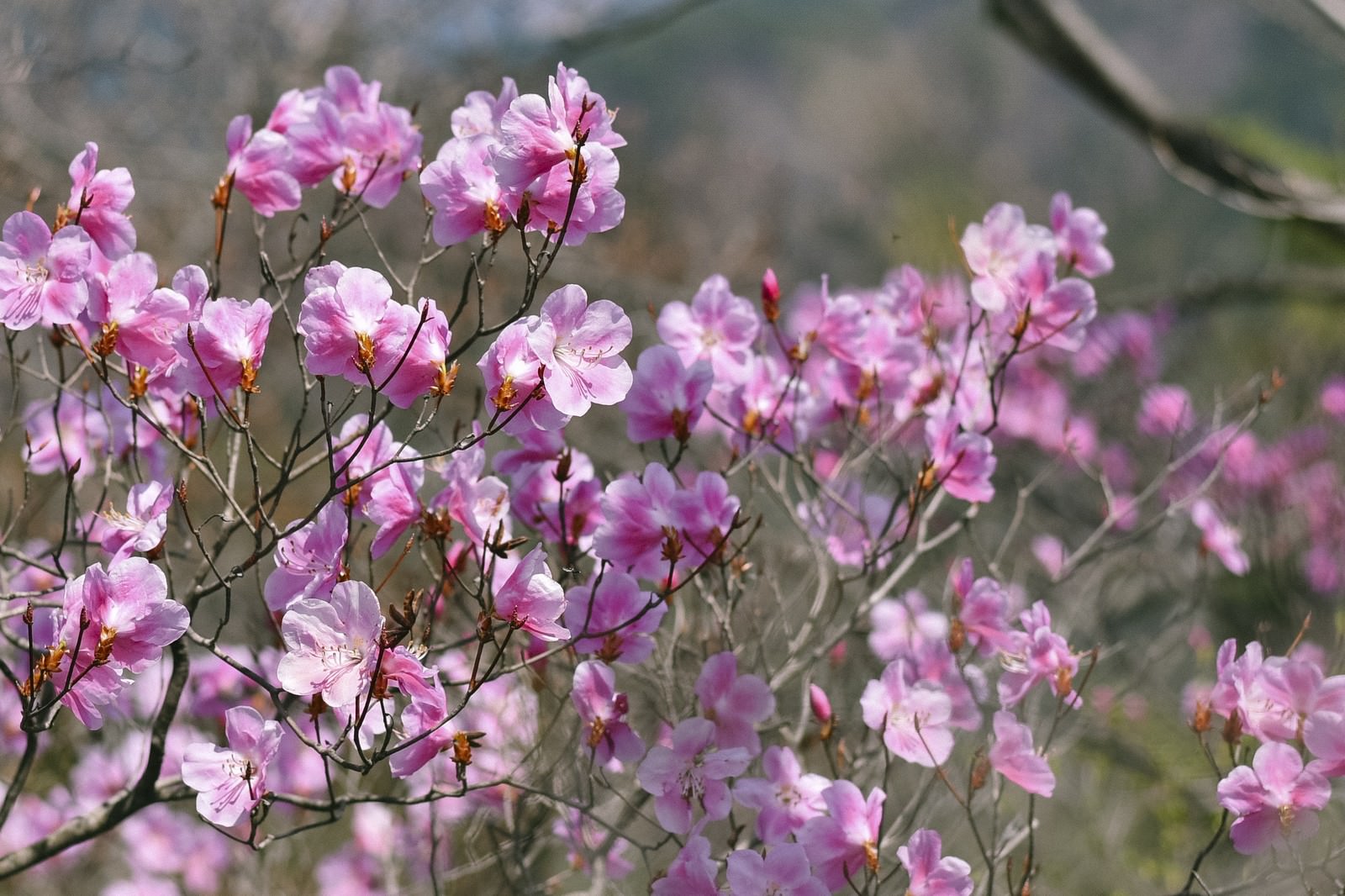 枝先に薄いピンク色の花を咲かせるアカヤシオツツジ