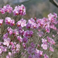 枝先に薄いピンク色の花を咲かせるアカヤシオツツジの写真