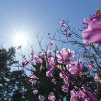 春の青空に広がるハナミズキの花枝の写真