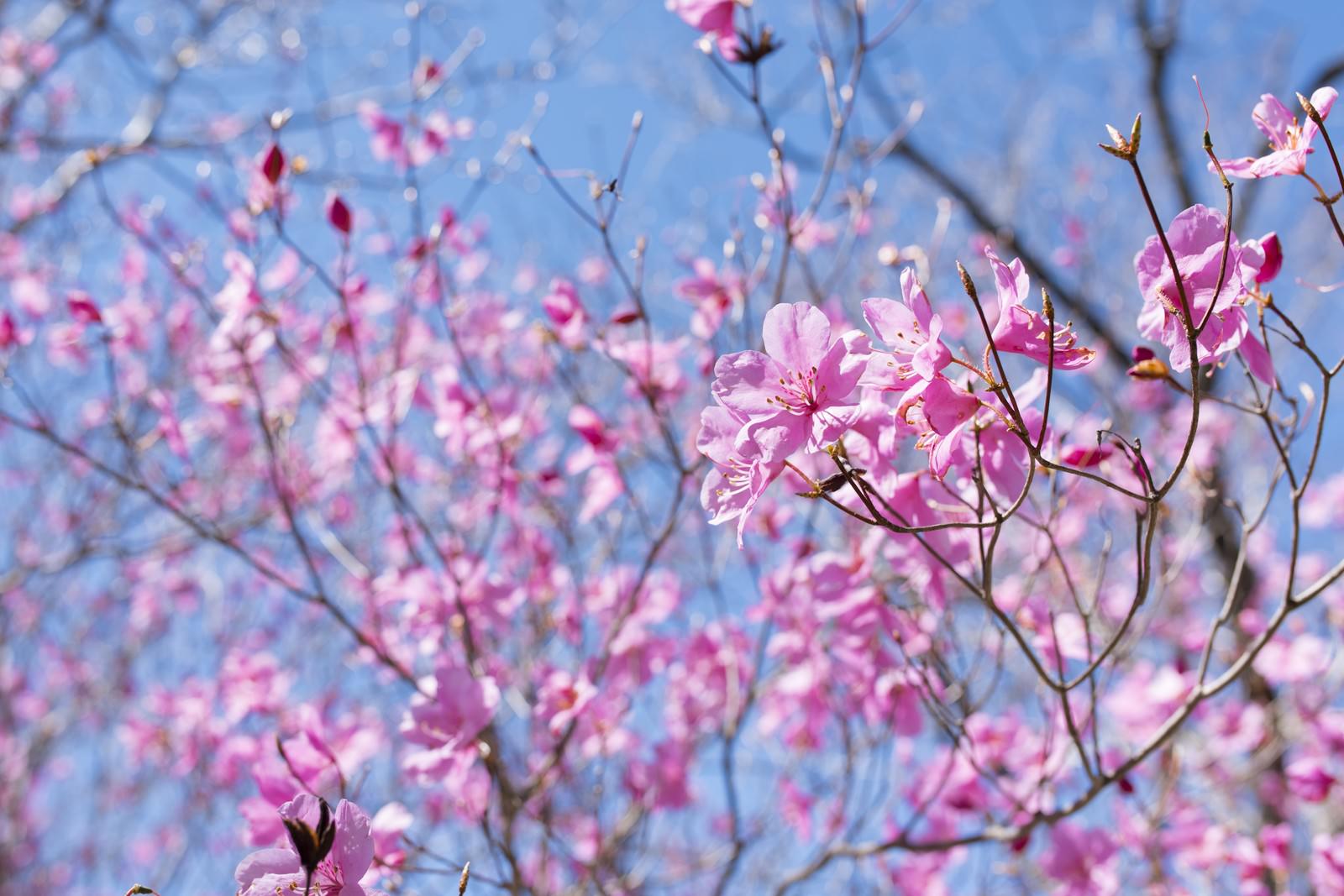 青空を背景に淡いピンク色の花を咲かせるアカヤシオ（赤八汐）