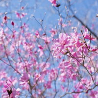 青空を背景に咲くアカヤシオ（赤八汐）の花の写真