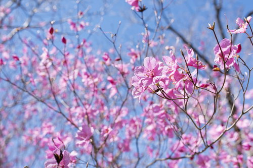 青空を背景に咲くアカヤシオ（赤八汐）の花