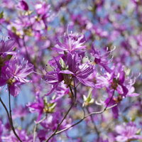 満開のトウゴクミツバツツジの紫色の花が咲く春の庭園風景の写真