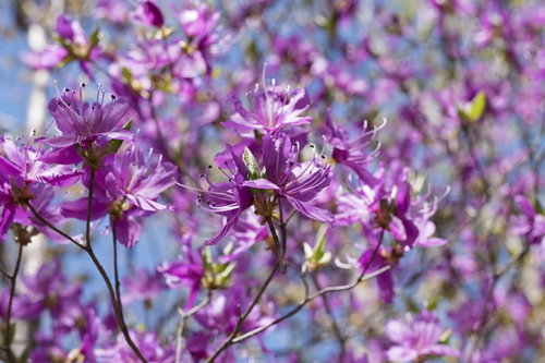 満開のトウゴクミツバツツジの紫色の花が咲く春の庭園風景