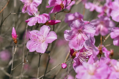 淡いピンク色のアカヤシオ（赤八汐）が咲く春の花木
