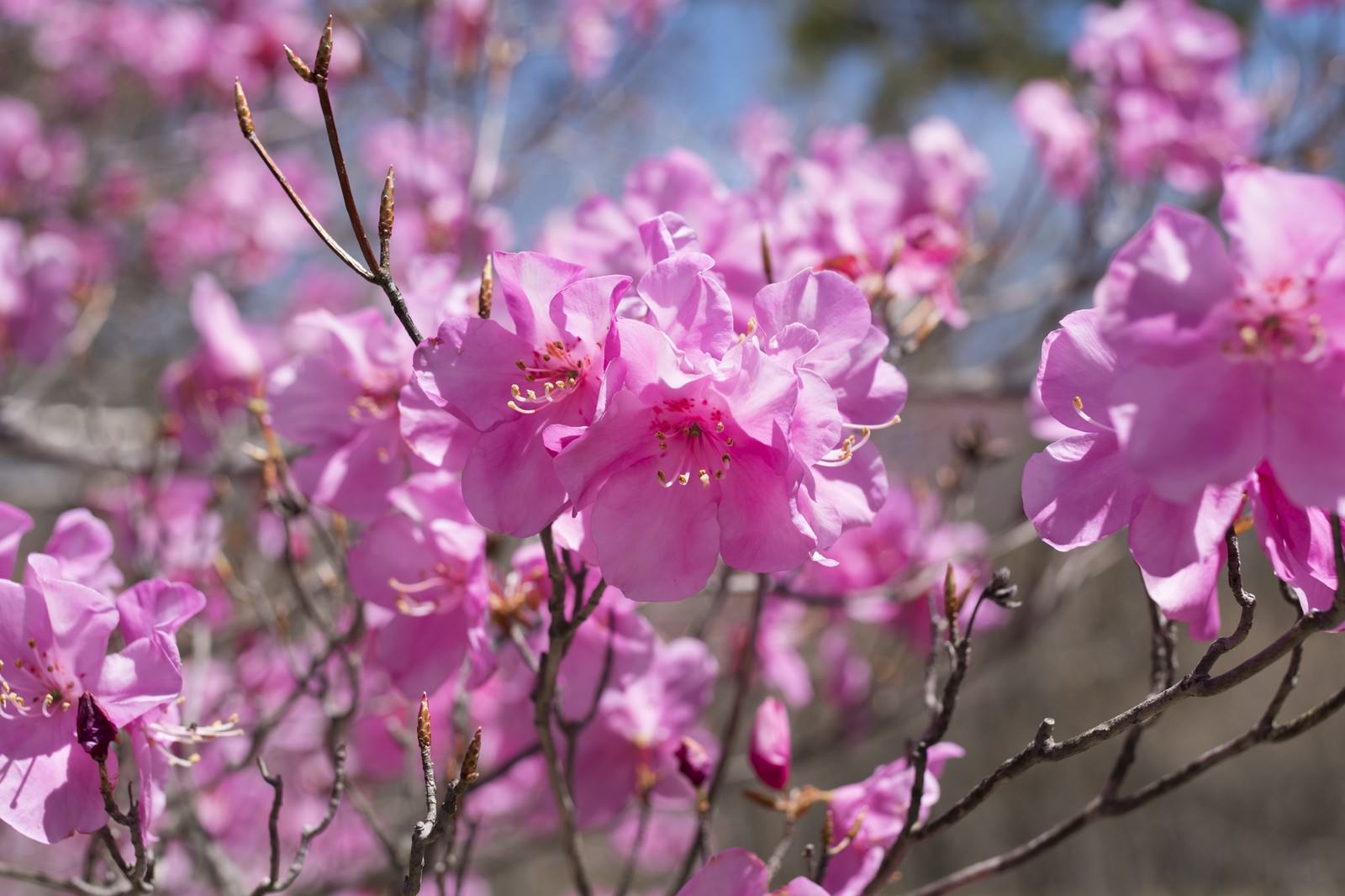 薄紫色からピンク色の花を咲かせたアカヤシオツツジ
