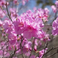 栃木県の県花アカヤシオツツジ、薄紫からピンク色に咲く春の花木の写真