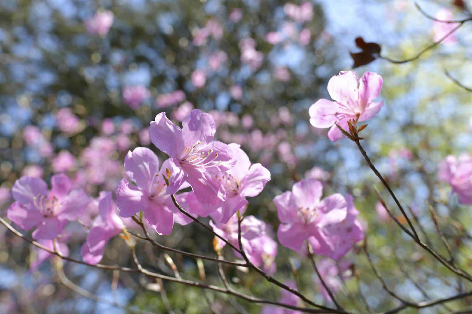 薄紫色の花びらを咲かせるアカヤシオツツジの花