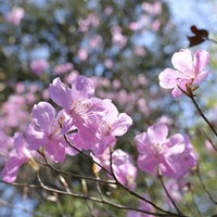 瑞々しいアカヤシオ（赤八汐）の開花と春の自然風景の写真