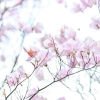 光に包まれた淡いピンク色のアカヤシオツツジの写真