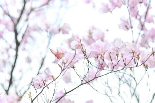 光に包まれた淡いピンク色のアカヤシオツツジ