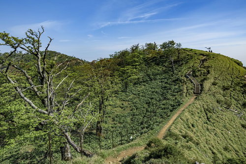 丹沢主脈の稜線登山道と木道の階段を進む山岳風景
