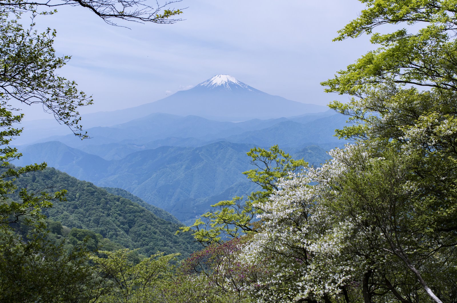 丹沢の山中から見た富士山とシロヤシオの花が咲く風景