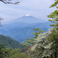 丹沢山中から見るシロヤシオと富士山の春景色の写真