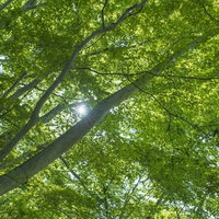 新緑の森の木漏れ日（丹沢）の写真