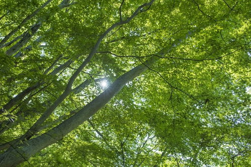 新緑の森の木漏れ日（丹沢）