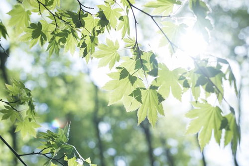 丹沢の新緑を照らす陽射しともみじ、登山ハイキングの森風景