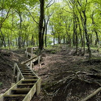 新緑に包まれた丹沢山中の木道階段と登山道の写真