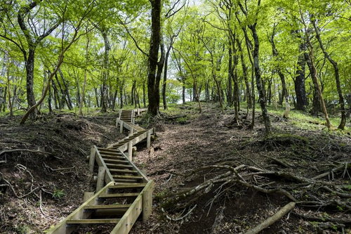 新緑に包まれた丹沢山中の木道階段と登山道