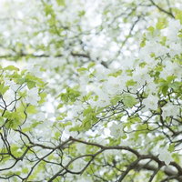 山に自生する白い花のゴヨウツツジ（五洋躑躅）の写真