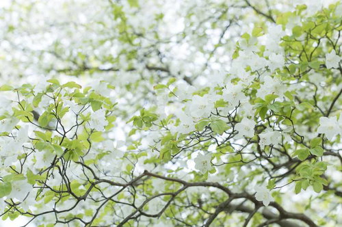山に自生する白い花のゴヨウツツジ（五洋躑躅）