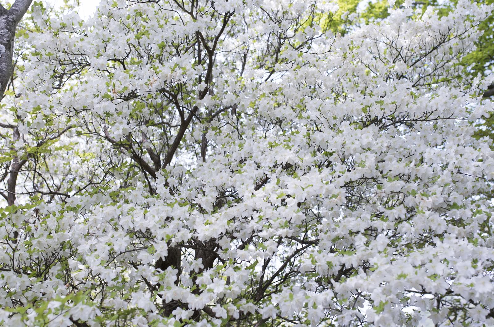 木を埋め尽くすほど満開に咲く白いシロヤシオツツジの花
