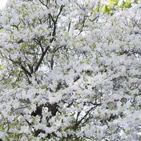 木を埋め尽くす程、満開のシロヤシオツツジの白い花の写真