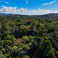 キュランダの世界遺産ジャングル、太古の樹海の写真