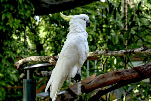 止まり木に止まる白色オウムのキバタン