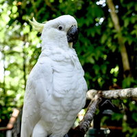 鋭い目つきのキバタン（ケアンズ）の写真