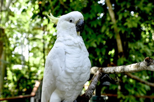 鋭い目つきのキバタン（ケアンズ）
