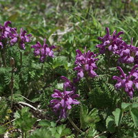 紫色の花を咲かせるヨツバシオガマの群生の写真