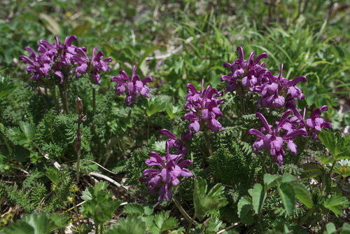 紫色の花を咲かせるヨツバシオガマの群生