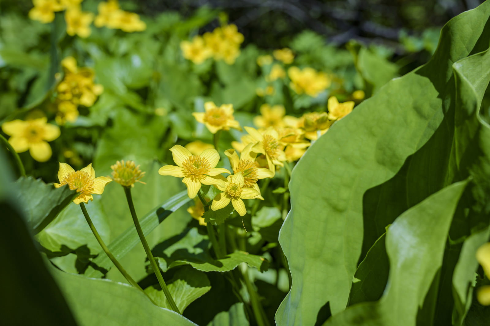 湿地に咲く黄色い花のリュウキンカ（立金花）と緑の葉