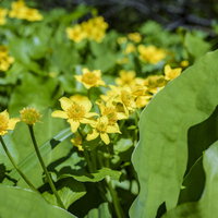 湿地に咲く黄色いリュウキンカ（立金花）の群生の写真
